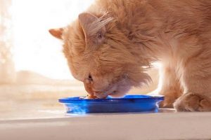 درمان کولیت در گربه ها | دام و پت