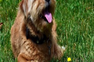 10علائم هشدار دهنده درد در سگ ها | دام و پت