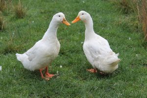 لنگیدن اردک ها، از علل تا درمان | دام وپت