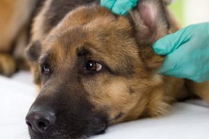 درمان عفونت گوش در سگ ها | دام و پت