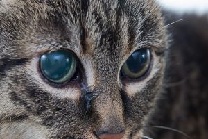 تبخال گربه چیست و چه علائمی دارد؟ | دام و پت