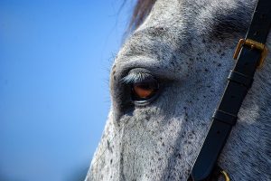 مهمترین ویتامین برای اسب کدامند؟ | پزشکت