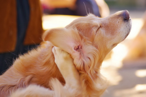 درمان عفونت گوش در سگ ها | دام و پت