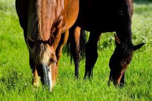 مهمترین ویتامین برای اسب کدامند؟ | پزشکت