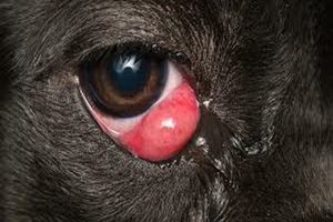 شایع ترین علل قرمزی چشم سگ و درمان آنها | دام و پت