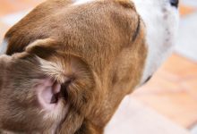 4  علامت عفونت گوش سگ که باید مراقب آنها باشید | دام و پت