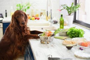 غذای گیاهی برای سگ | دام و پت