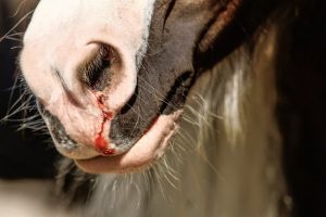 خونریزی بینی در اسب ، از علل تا درمان | دام و پت