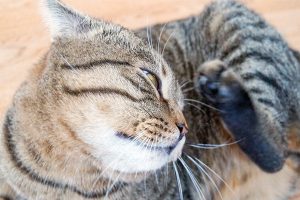 علائم عفونت گوش در گربه ها | دام و پت