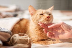 درمان آبسه گربه به طور موثر و قطعی | دام و پت