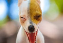 سکسکه در سگ از علل تا راهکارهای درمانی آن | دام و پت
