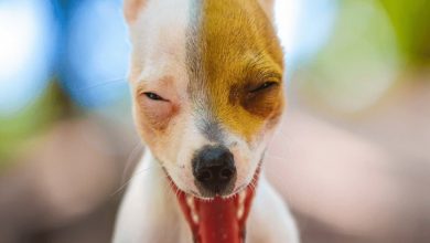 سکسکه در سگ از علل تا راهکارهای درمانی آن | دام و پت