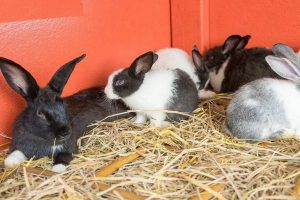 حذف بوی بد آمونیاک در ادرار خرگوش | دام و پت