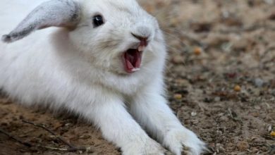 چرا خرگوشها فریاد می زنند؟ | دام و پت