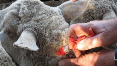 راهنمای کامل واکسیناسیون گوسفندان | دام و پت