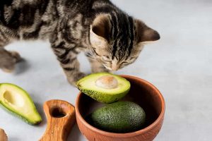30 غذای انسانی که گربه می تواند بخورد | دام و پت