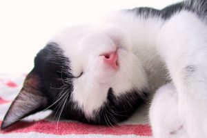 ساعت خواب گربه ها چگونه است؟ | دام و پت