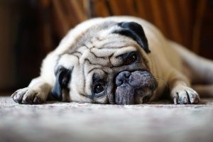 10علائم هشدار دهنده درد در سگ ها | دام و پت