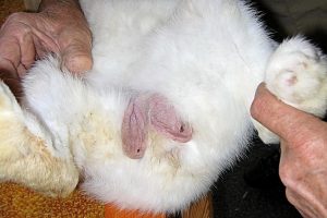 بیضه خرگوش ، بیماری ها و علائم آن | دام و پت