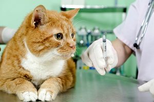 تبخال گربه چیست و چه علائمی دارد؟ | دام و پت