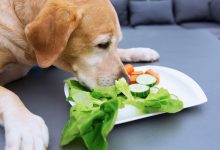 غذای گیاهی برای سگ | دام و پت