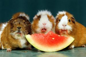 آیا همسترها می توانند هندوانه بخورند؟ | دام و پت