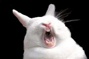 چرا خرگوشها فریاد می زنند؟ | دام و پت
