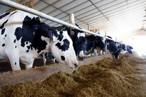 گاو ها چقدر شیر می دهند؟ | دام و پت
