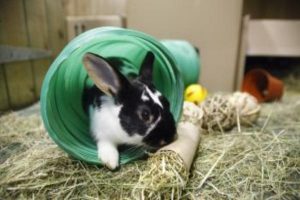 جویدن پلاستیک در خرگوش ها، عوارض و درمان | دام و پت