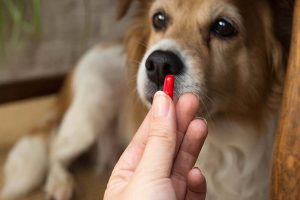 داروهای خانگی برای بیماری زال سگ | دام و پت