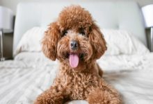 بهترین سگ های ضد حساسیت | دام و پت