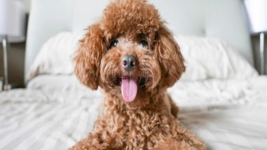 بهترین سگ های ضد حساسیت | دام و پت