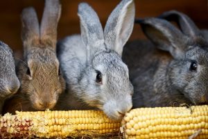9 غذایی که می توانند خرگوش را مسموم کنند؟ | دام و پت
