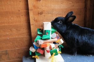 جویدن پلاستیک در خرگوش ها، عوارض و درمان | دام و پت