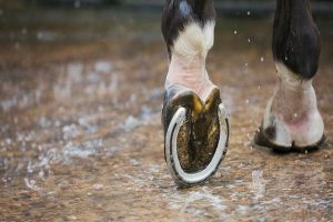 عفونت مخمر غلاف اسب چگونه درمان می شود؟ | دام و پت