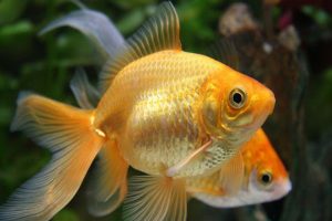 خطرات نگهداری از ماهی زینتی و آکواریومی | دام و پت