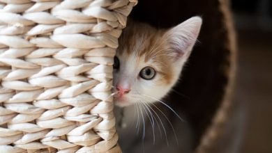 اضطراب در گربه ها از علائم تا علل آن | دام و پت