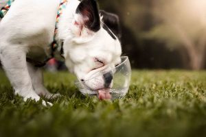 نفخ در سگ ها از علل تا درمان | دام و پت 