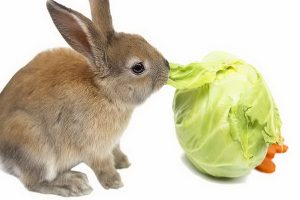 9 غذایی که می توانند خرگوش را مسموم کنند؟ | دام و پت
