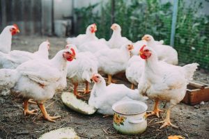 اشتباهات رایج در پرورش مرغ گوشتی | دام و پت