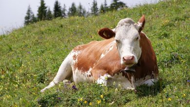 آیا گاوها دوره قاعدگی دارند؟ | دام و پت
