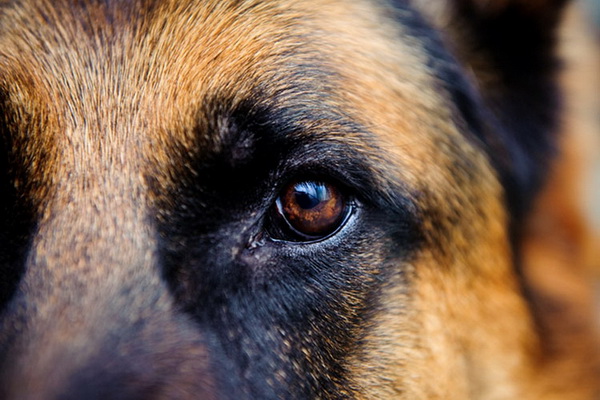 هر آنچه که در مورد بینایی سگ ها باید بدانید. | دام و پت