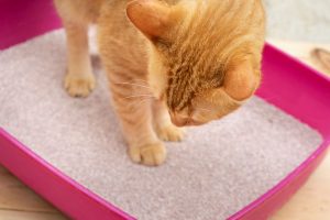 التهاب مثانه در گربه ها | دام و پت