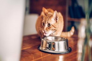 18 علت کاهش وزن در گربه ها | دام و پت