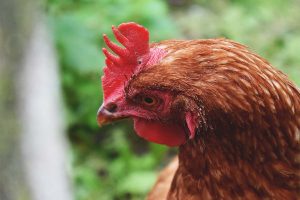 شایع ترین بیماری های چینه دان در مرغ ها | دام و پت