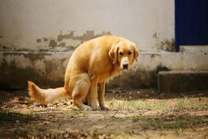 اسهال سگ، از علل تا درمان | دام و پت