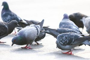 بهترین رژیم غذایی کبوترهای مسابقه ای | دام و پت