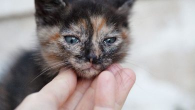 ورم ملتحمه در گربه ها از علل تا درمان آن | دام و پت