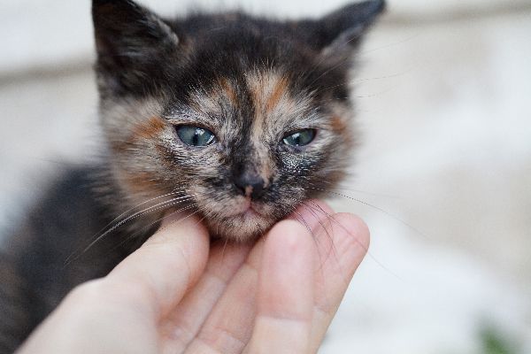 ورم ملتحمه در گربه ها از علل تا درمان آن | دام و پت