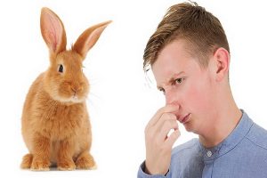 چرا خرگوش بوی بدی می دهد؟ | دام و پت